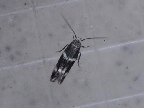 Elachista stabilella